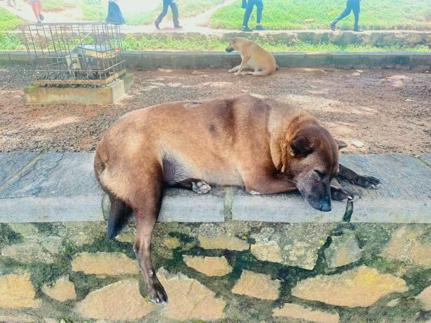 A station dog asleep in the afternoon