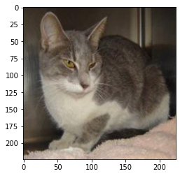 DL Project 3 Dog vs Cat Classification Transfer Learning — figure 4