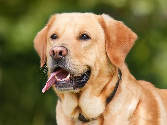 DL Project 3 Dog vs Cat Classification Transfer Learning — figure 5