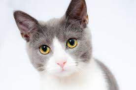 DL Project 3 Dog vs Cat Classification Transfer Learning — figure 6