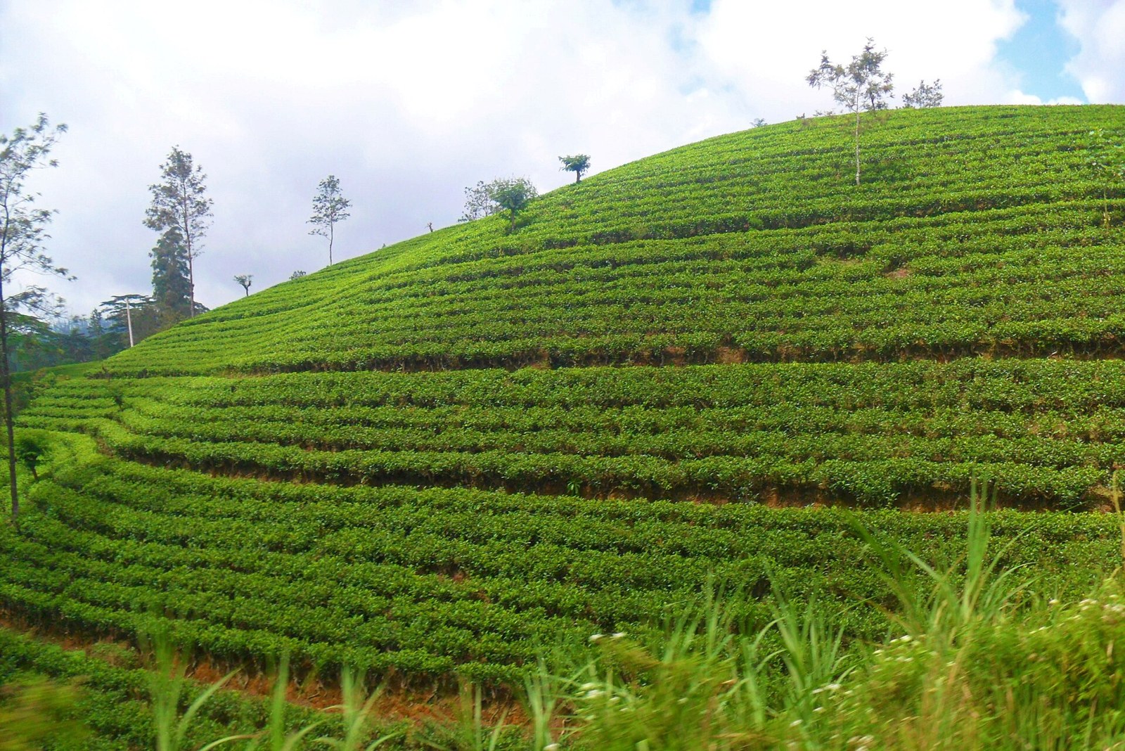 Tea estate day tour